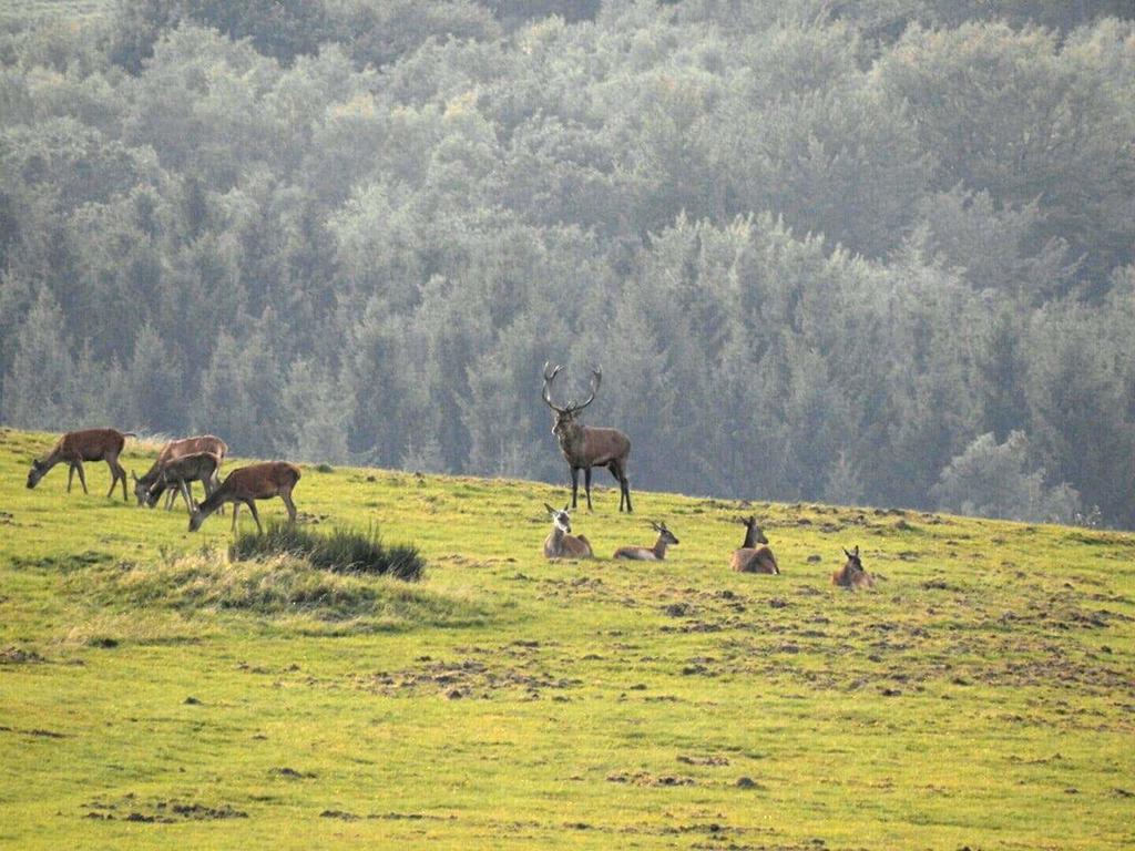 Fewo-Eifel-Morsbach Шляйден Екстер'єр фото